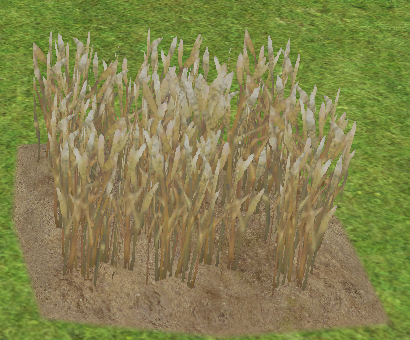 Wheat (Homestead) on Homestead.png