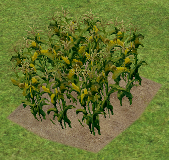 Homestead Corn on Homestead.png