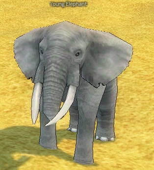 Picture of Young Elephant (Gray)