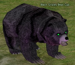 Black Grizzly Bear Cub.jpg