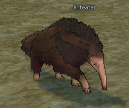 Anteater.jpg